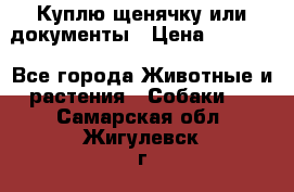 Куплю щенячку или документы › Цена ­ 3 000 - Все города Животные и растения » Собаки   . Самарская обл.,Жигулевск г.